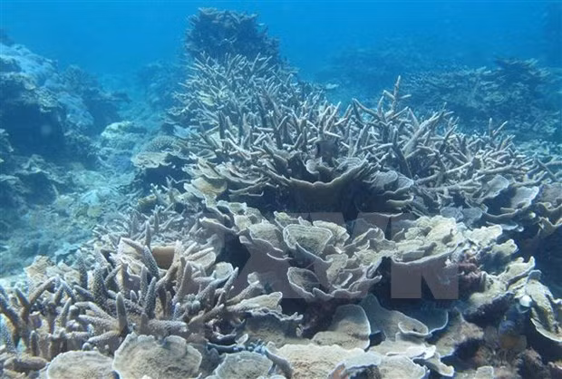 宁顺省主山国家公园着力保护和发挥生物多样性 ảnh 2